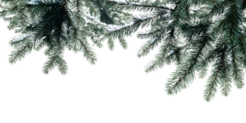 christmas tree branches frame on white