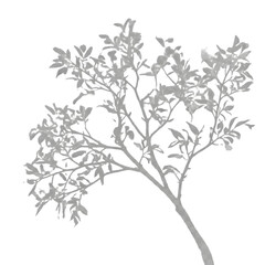 Fototapeta premium tree branch shadow with fine leaf details, realistic nature silhouette, isolated on transparent background.