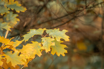 Der Herbst ist da, in allen seinen Farben und Formen.