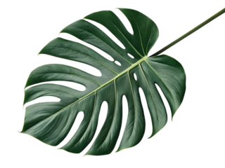 Stock photo of a single monstera deliciosa leaf isolated against a transparent background for graphic design use