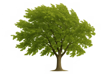 Deciduous green tree with fresh spring leaves, isolated with a transparent background for ecological design