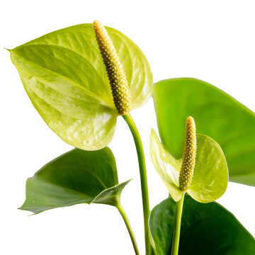 Anthurium plant bloom on transparent background