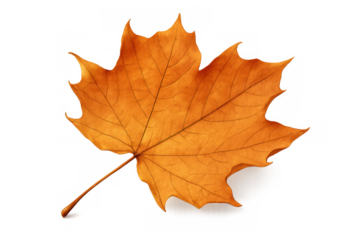 Autumn maple leaf showing seasonal color change, a dry orange foliage element, isolated with transparent background