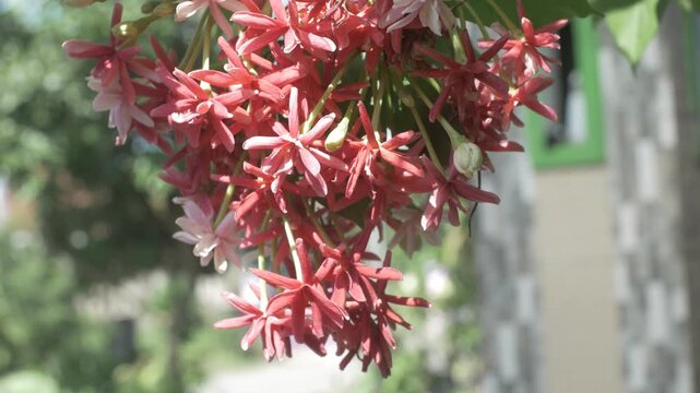 Close-up video of red ixora flowers blooming in a tropical garden, surrounded by green leaves. Clustered tropical ornamental flowers growing naturally outdoors in daylight.