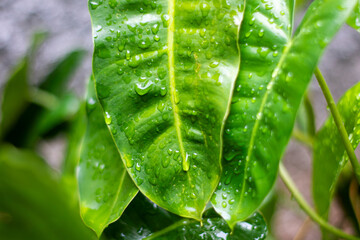Close-up of green leaves wet with raindrops after rainfall, showing freshness and natural beauty.