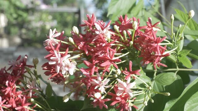 Close-up video of red ixora flowers blooming in a tropical garden, surrounded by green leaves. Clustered tropical ornamental flowers growing naturally outdoors in daylight.