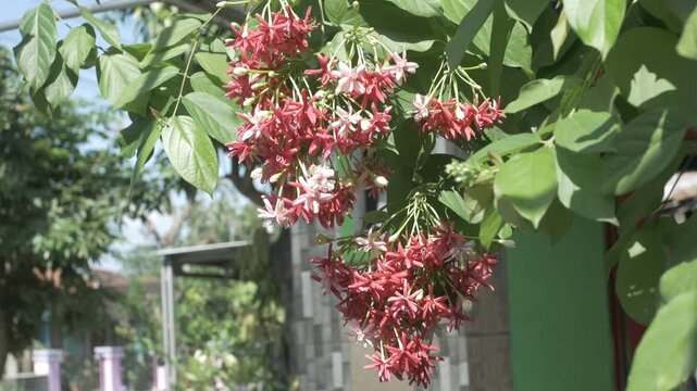 Close-up video of red ixora flowers blooming in a tropical garden, surrounded by green leaves. Clustered tropical ornamental flowers growing naturally outdoors in daylight.