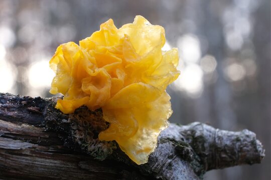 Interesting mushroom Tremella mesenterica (yellow brain, golden jelly fungus, yellow trembler), looking like orange jelly on the tree. Has health properties.