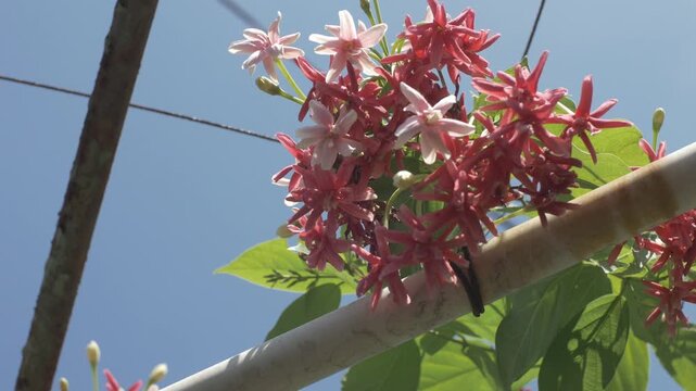 Close-up video of red ixora flowers blooming in a tropical garden, surrounded by green leaves. Clustered tropical ornamental flowers growing naturally outdoors in daylight.