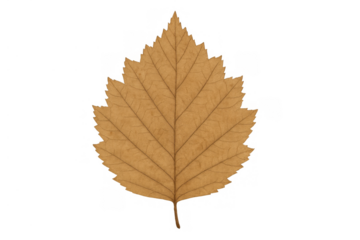 Autumn leaf showing dried details and natural texture, representing the changing season, isolated with transparent background