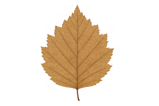 Autumn leaf showing dried details and natural texture, representing the changing season, isolated with transparent background