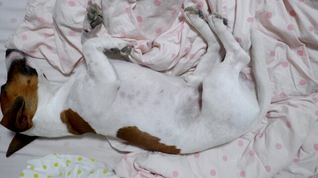 A small dog relaxes comfortably on a patterned bed. Peaceful and adorable, this scene evokes feelings of comfort and rest.