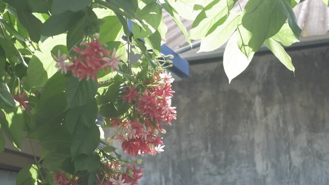 Close-up video of red ixora flowers blooming in a tropical garden, surrounded by green leaves. Clustered tropical ornamental flowers growing naturally outdoors in daylight.