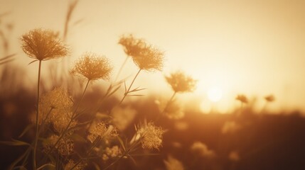 Fluffy seed heads at sunset.