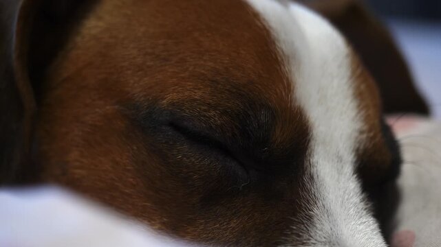A peacefully sleeping dog with unique markings. Gentle and heartwarming footage perfect for conveying comfort and tranquility.