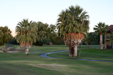 Sunrise at a golf course at Funrnace Creek in California.