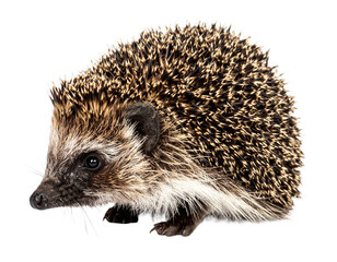 Fototapeta premium Hedgehog isolated on white background, transparent PNG