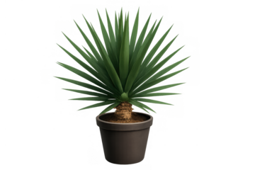 Yucca elephantipes houseplant growing in a pot, adding green natural decor to home or office interiors, transparent background