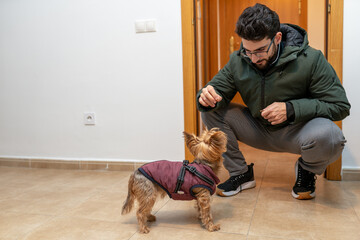 Young man training cute yorkshire terrier dog at home, offering reward treat, bonding with pet owner