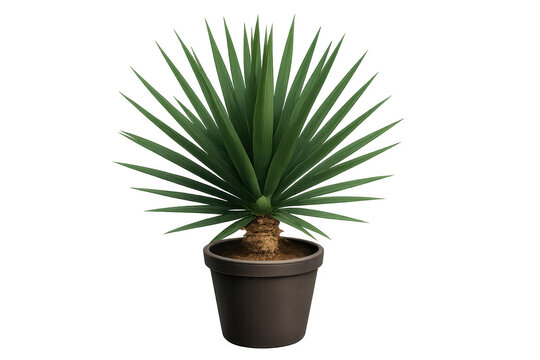 Yucca elephantipes houseplant growing in a pot, adding green natural decor to home or office interiors, transparent background