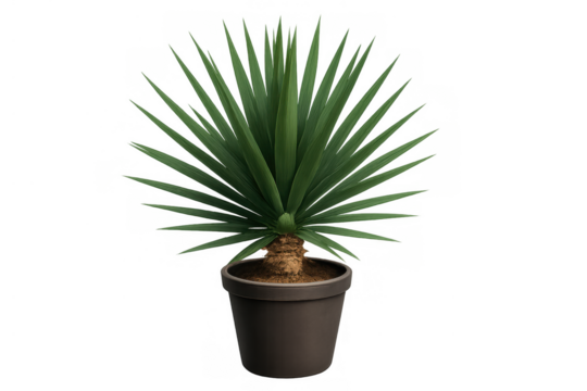 Yucca elephantipes houseplant growing in a pot, adding green natural decor to home or office interiors, transparent background