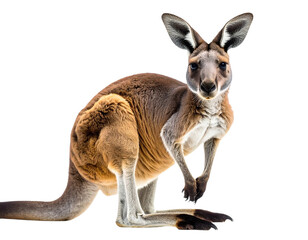 Kangaroo standing tall isolated on white background, transparent PNG