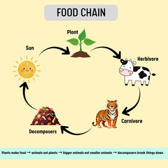 Illustrative diagram explaining the fundamental ecological food chain, showcasing energy transfer from sun to producers, consumers, and decomposers in a cycle