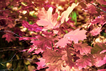 Red oak leaves on blue sky background