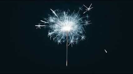 dandelion on black background