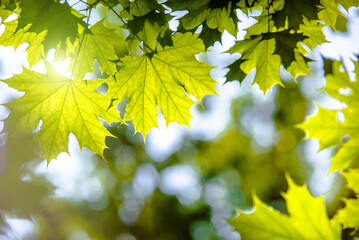Green nature background with maple leaves
