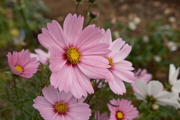 Obraz premium 코스모스