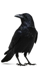 An intelligent and mysterious black crow captured in full detail, standing isolated against a brilliant, stark white studio background ,creature ,nature ,corvid