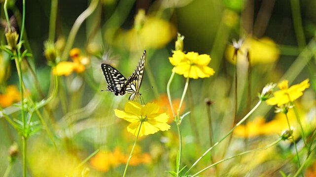黄色いコスモスにとまって風に揺れながらも蜜を吸うアゲハ蝶をスローモーションで