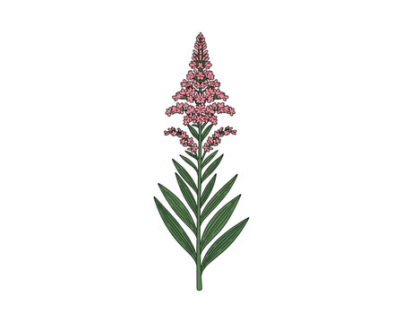 Fireweed twig illustration. Floral fireweed illustration with pink flowers and green leaves.