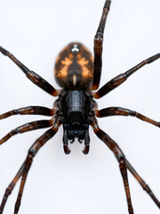 A detailed closeup of a black widow spider, an arachnid known for its venomous bite, isolated on transparent background