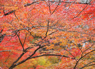 明るく美しい秋のモミジ