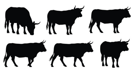 Fototapeta premium Silhouette of various cows isolated on, showing different poses and angles of the animal