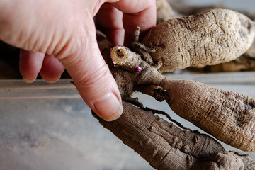 Gardener’s hands turning dahlia tuber to reveal pink sprout