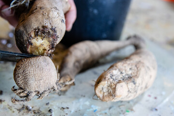 Obraz premium Splitting a dahlia tuber cluster with shears before planting