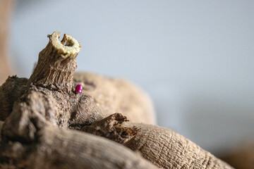 Emerging pink growth on dormant dahlia tuber in soft light