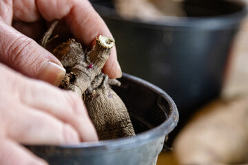 Snipping dormant dahlia tubers for spring growth