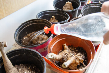 Watering freshly potted dahlia tubers indoors