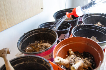 Dahlia tuber in labeled pot receives first watering