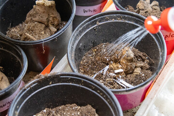 Starting dahlia tubers with careful watering