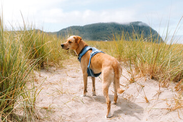 Lab mix standing on an Oregon beach trail surrounded by tall grass