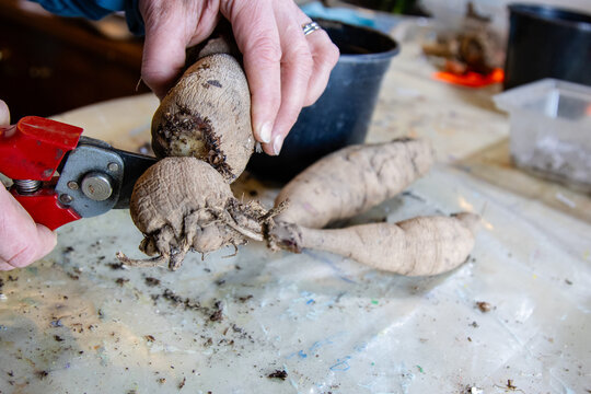 Hands divide dahlia tubers with red pruning shears