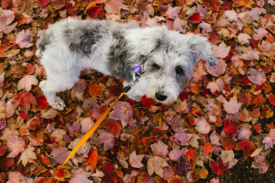 Gray and white schnauzer puppy on fall leaves on leash