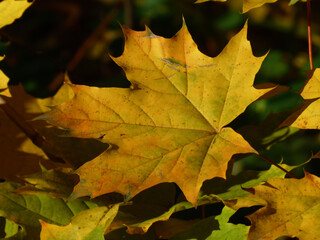 Bright Yellow Maple Leaf in Autumn Sunlight