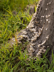 Fototapeta premium Mushrooms Growing on a Tree Stump