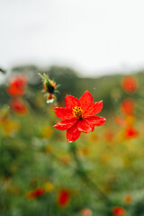 Fototapeta premium Red cosmos flower (Cosmos sulphureus) in Monteverde, Costa Rica